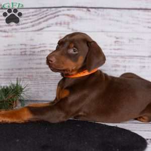 Journey, Doberman Pinscher Puppy